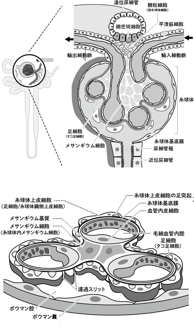 上・図3-3 糸球体の断面図 下・図3-4 メサンギウム領域           図版作成:酒井春