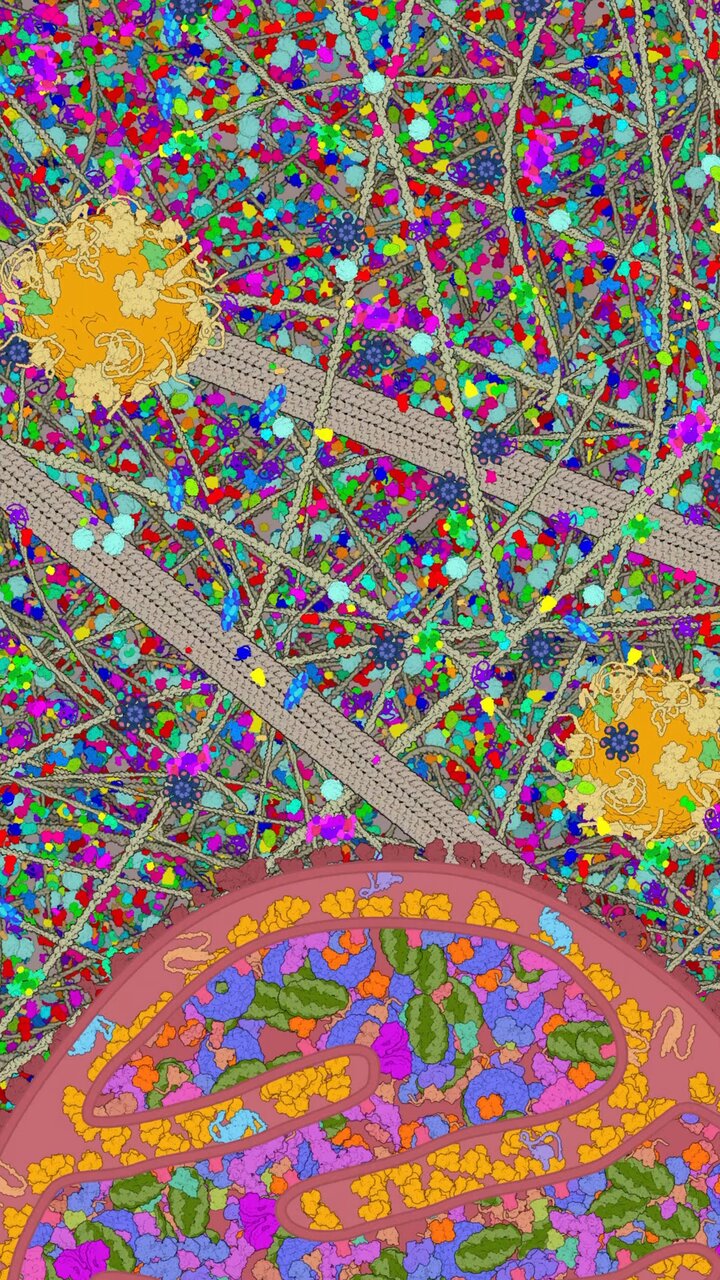 細胞内のCGイメージ（C）NHK「人体Ⅲ」